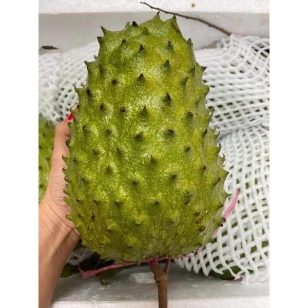CÂY GIỐNG MÃNG CẦU XIÊM GHÉP SIÊU SỚM