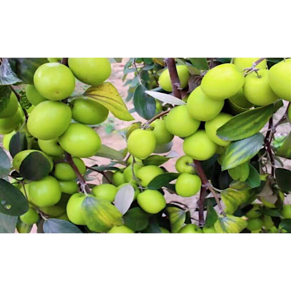 CÂY GIỐNG TÁO THÁI LAN .