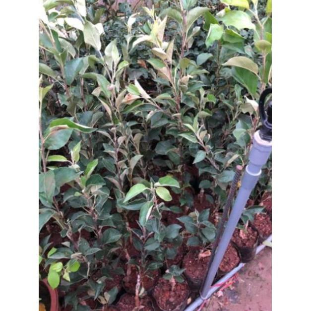 Cây Giống Táo Đỏ Mỹ - chuẩn giống F1