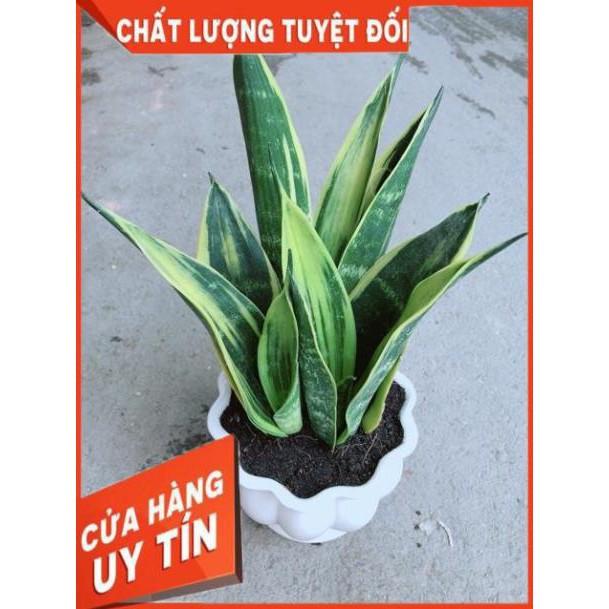 Chậu Lưỡi Hổ Hoàng Kim