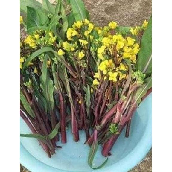 Hạt giống rau cải ngồng đỏ CT342 - Gói 5gram