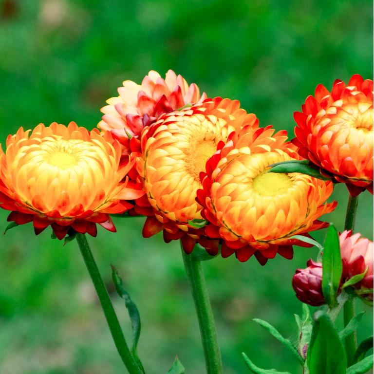 Hạt giống hoa cúc bất tử