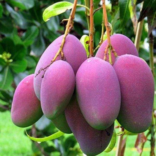 CÂY GIỐNG XOÀI TÍM