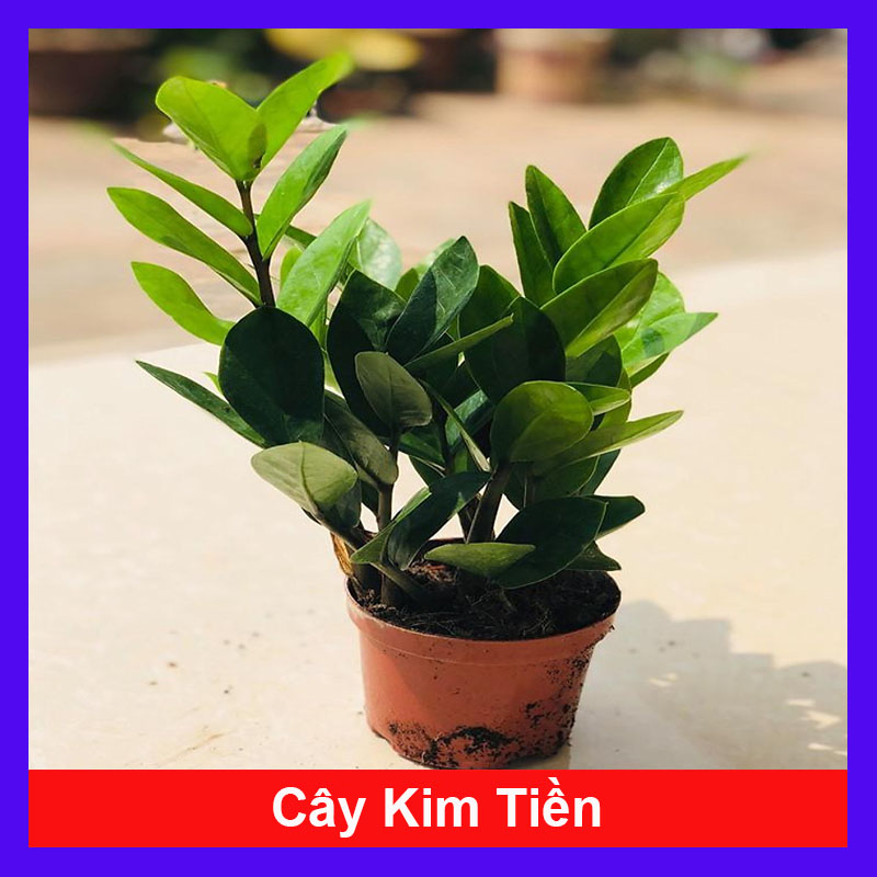 Cây Kim Phát Tài, Kim tiền Mang May Mắn Tài Lộc