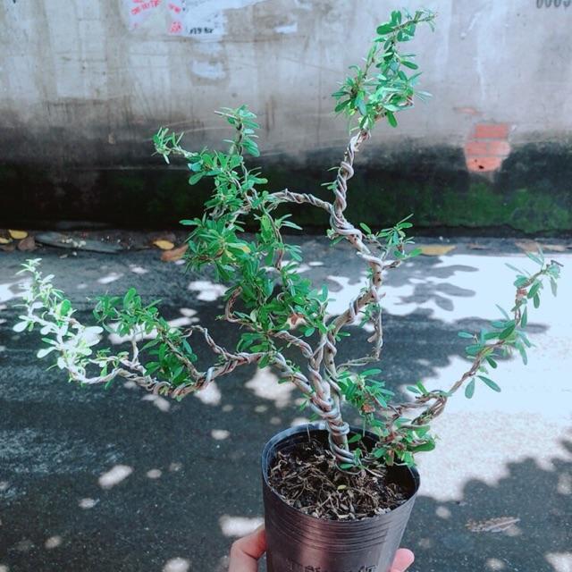 Cây Linh Sam