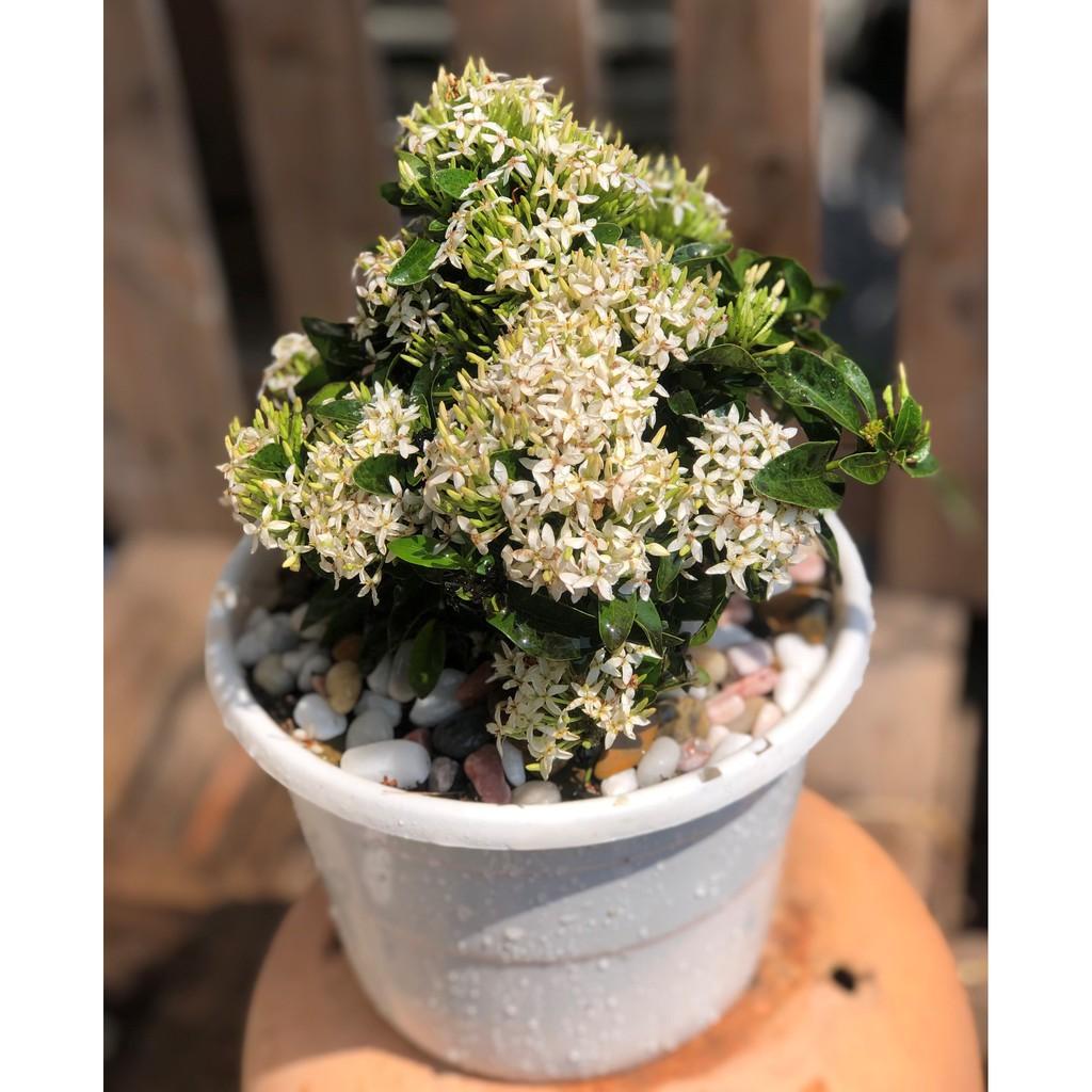 Chậu cây Trang Thái hoa màu trắng