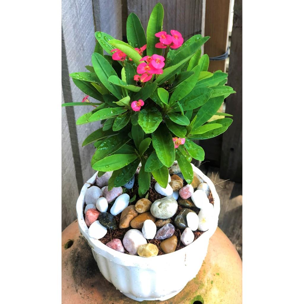 Chậu xương rồng Bát Tiên hoa màu hồng trồng nơi có nhiều nắng