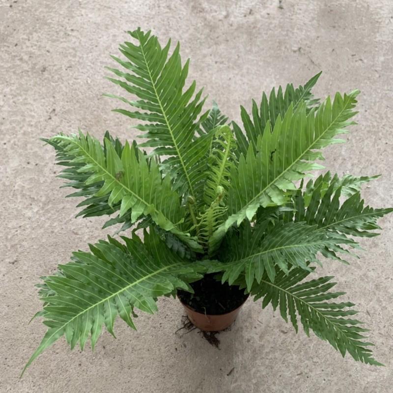 Cây dương xỉ mỹ bản lá to cao 25cm, thân bụi xum xuê lá xanh mướt, cây để bàn và trồng tiểu cảnh trang trí nội thất