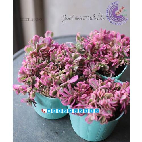 500g Hoa Mười Giờ Sam Cẩm Thạch Lạ Mắt Tuyệt Đẹp Siêu Dễ Trồng Hoa Mười Giờ Bonsai & Phụ Kiện