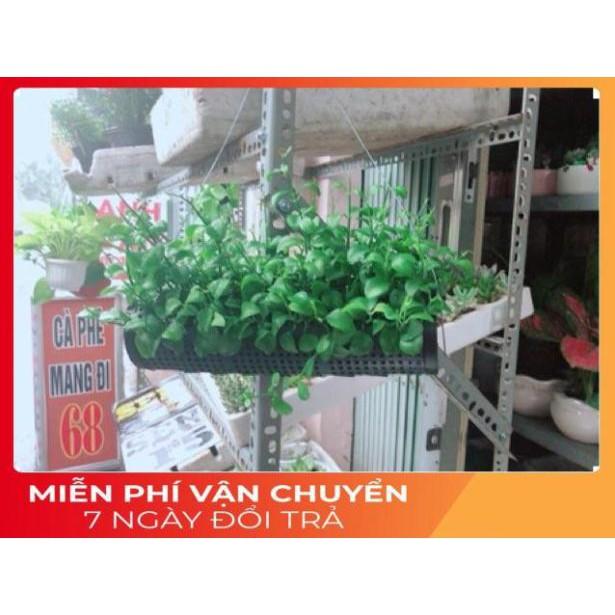 Chậu Đô La