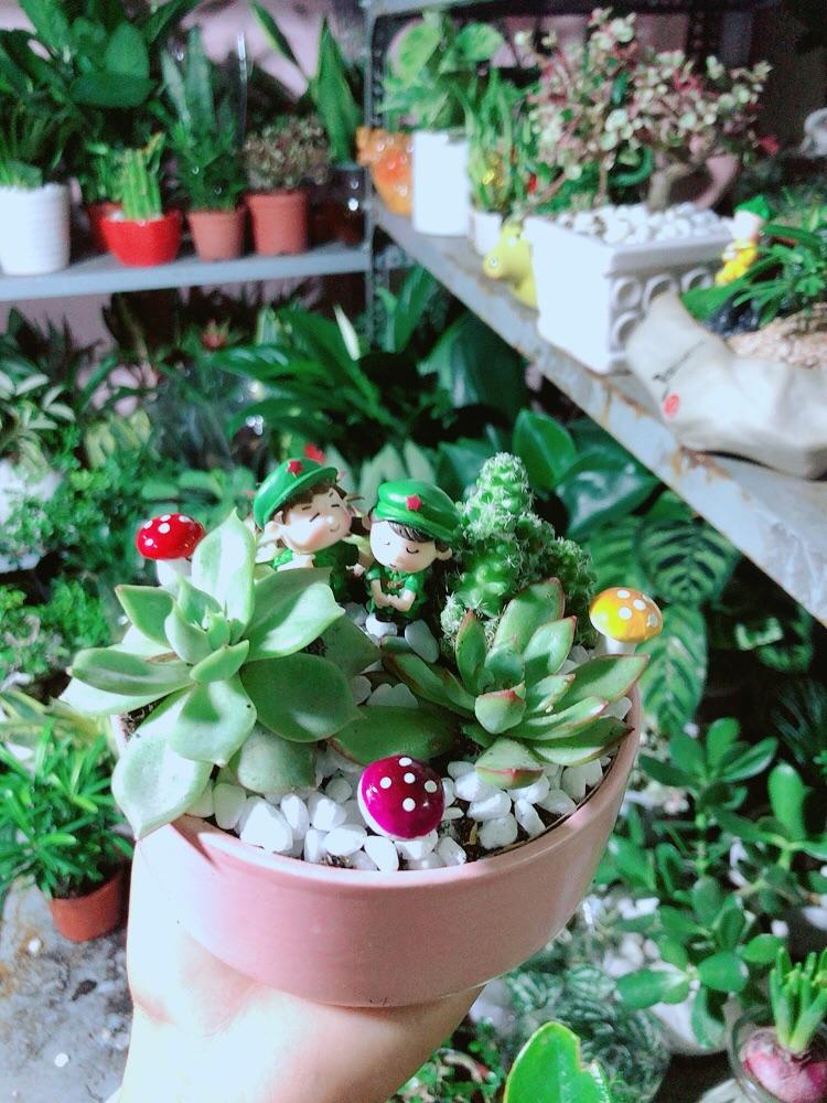 Chậu Cây Sen Đá Xương Rồng Tiểu Cảnh