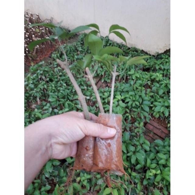 COMBO 3 BẦU Cây hoa Lan Tỏi tím-lan leo tỏi tím. bầu giống, giá rẻ