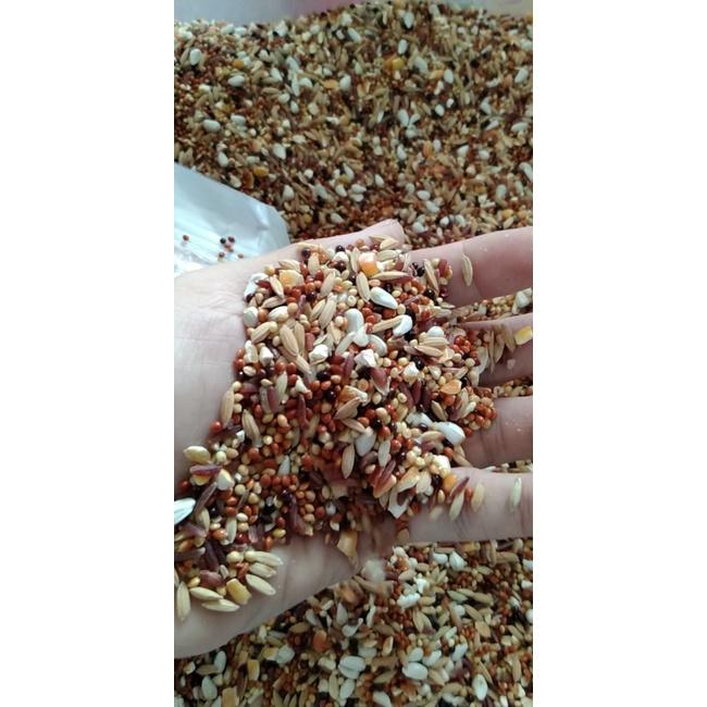 NGŨ CỐC ĐẶC BIỆT DÀNH CHO CU GÁY