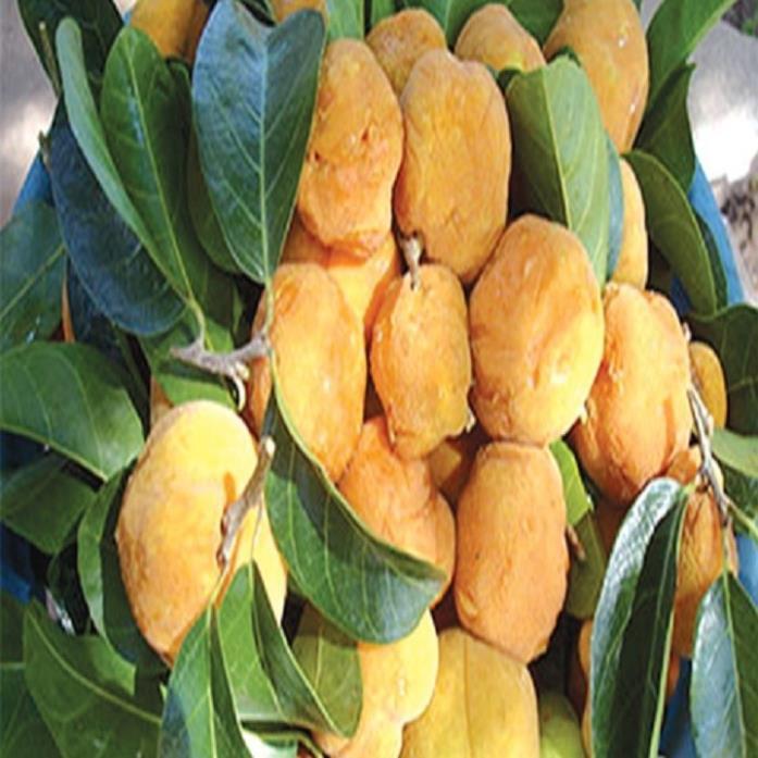 Cây chay giống siêu quả