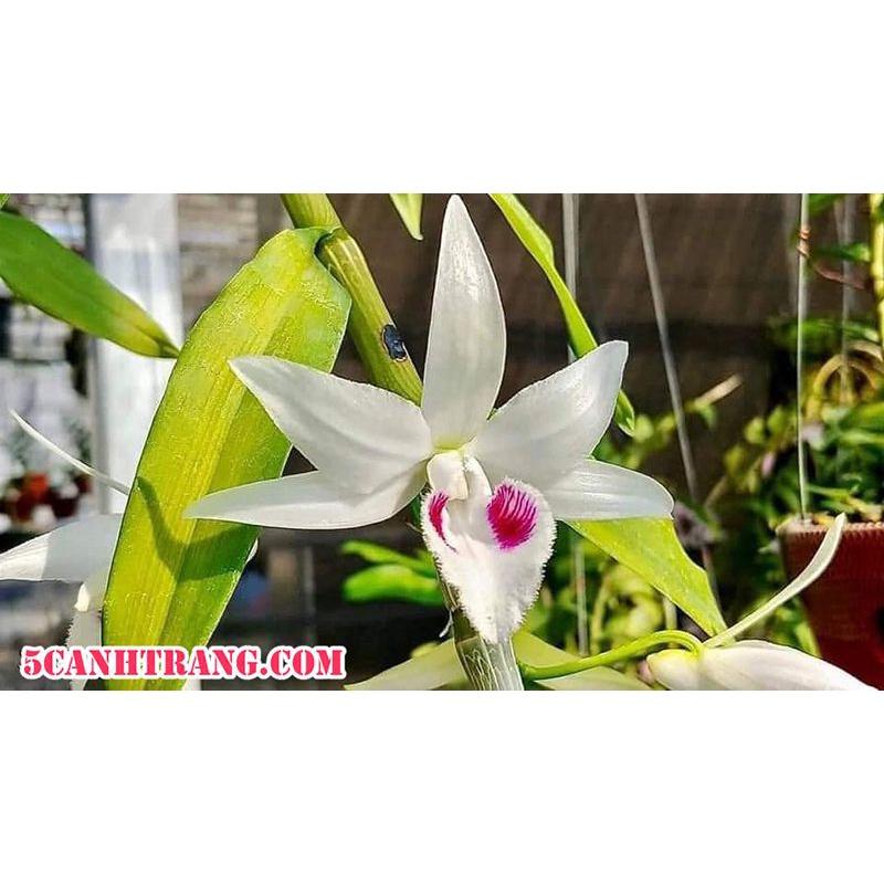 Cốc lan phi điệp đột biến 5 cánh trắng PHÙ MỸ , hoa cực đẹp, cực hiếm, hàng gieo hạt, cây y hình