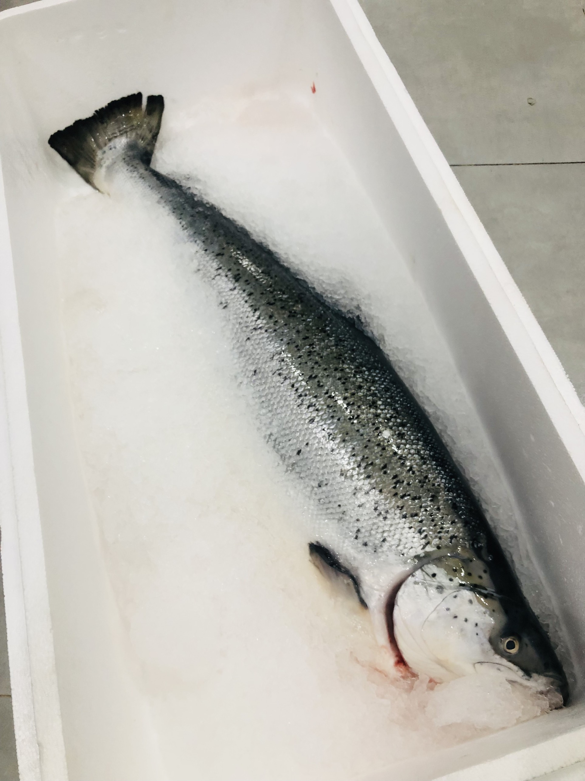 Cá hồi Nauy nguyên con -1 kg