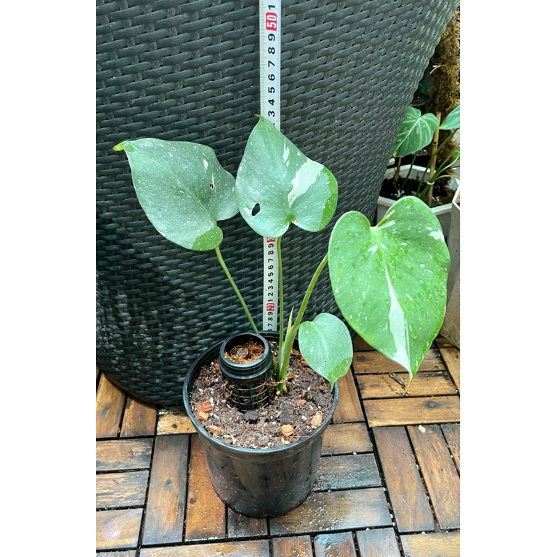 Cây trầu bà kiểng lá Monstera Thai Constellation