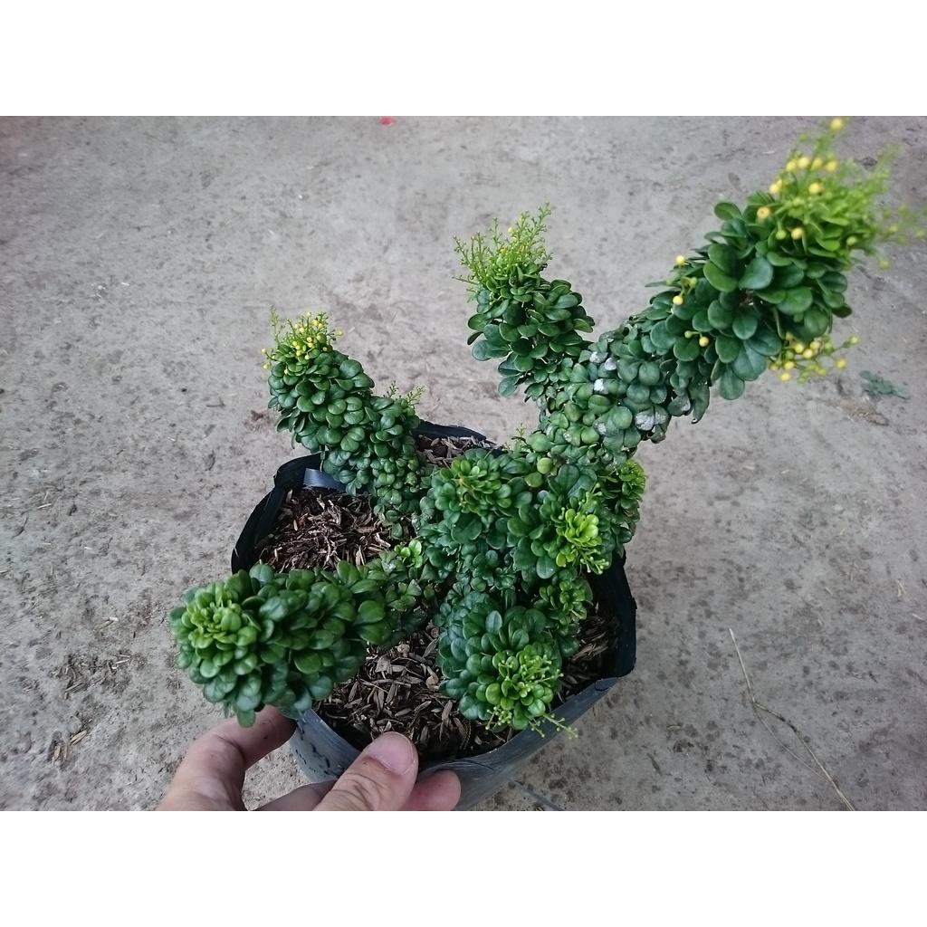 Cây Ngâu Tàu bonsai - cây bonsai + tặng phân bón cho cây