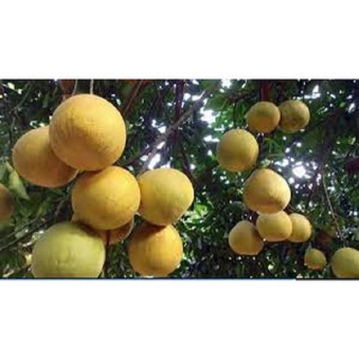 CÂY GIỐNG BƯỞI ĐỎ TÂN LẠC SIÊU NGON SIÊU QUẢ- CAM KÊT GIỐNG CHUẨN F1