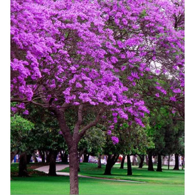 Hạt giống hoa phượng vĩ tím 5 hạt/gói
