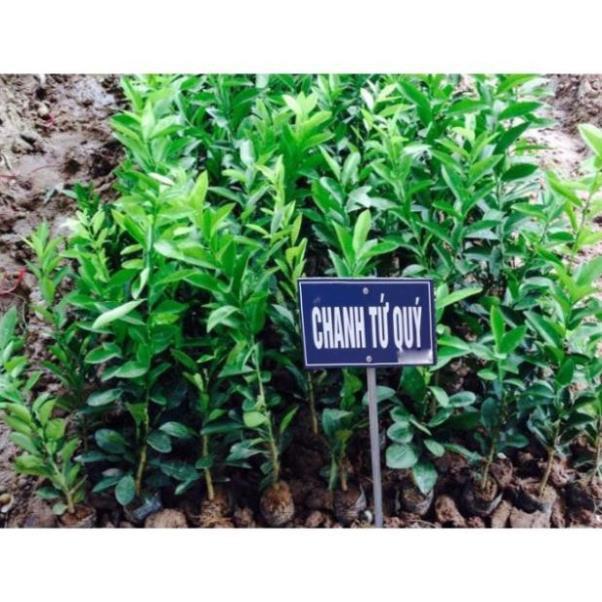 Chanh tứ quý bốn mùa