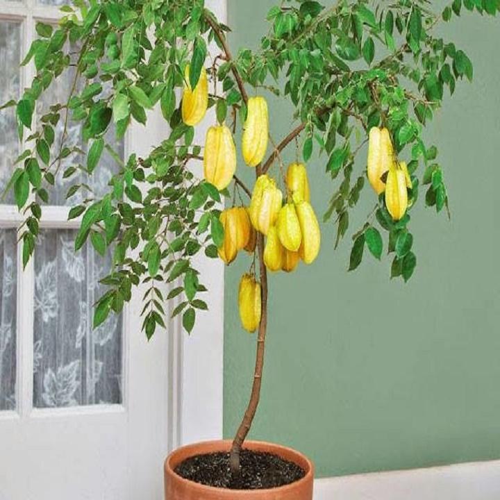 Cây giống khế chua, cây giống gửi đi nguyên bầu