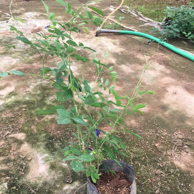 Cây đậu biếc leo giàn trồng bịch đen