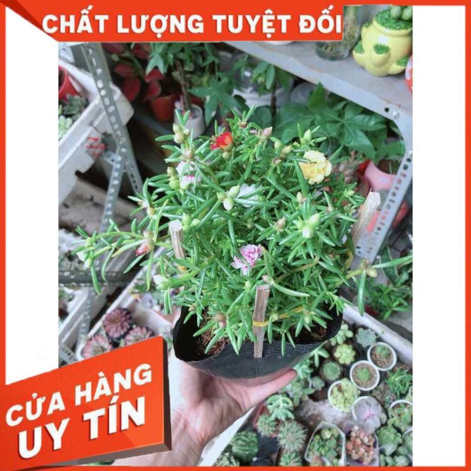 Hoa Mười Giờ Mỹ Nhiều Người Mua