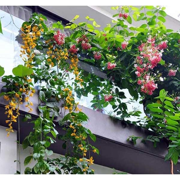 Chậu hoa leo Hoàng Dương vàng