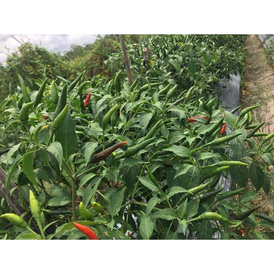 Hạt giống ớt chỉ thiên siêu cay F1 KNS3366 - Gói 30 hạt