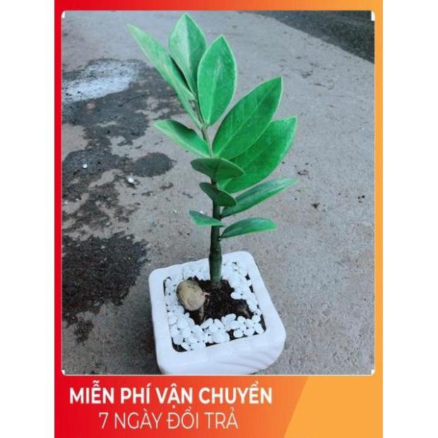 Chậu Kim Tiền Thái