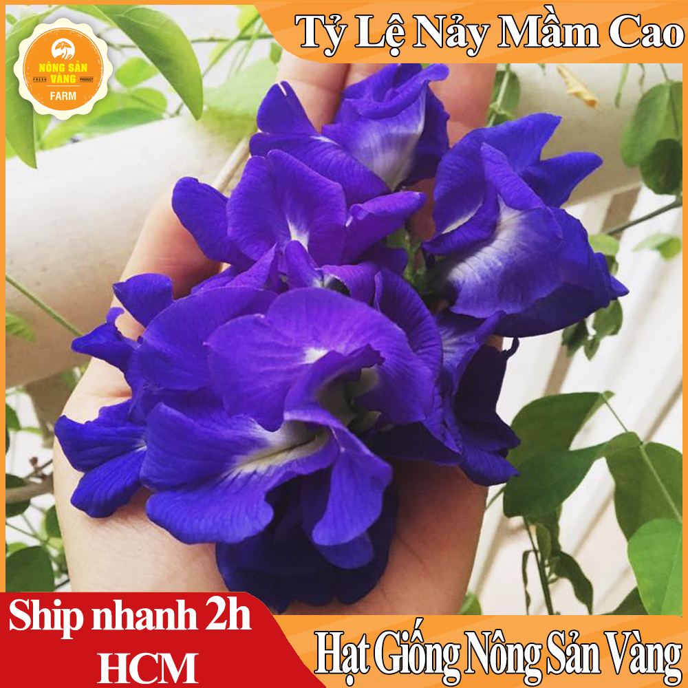 Hạt giống Bông Biếc Rất Nhiều Công Dụng Tốt Cho Sức Khỏe - Nông Sản Vàng
