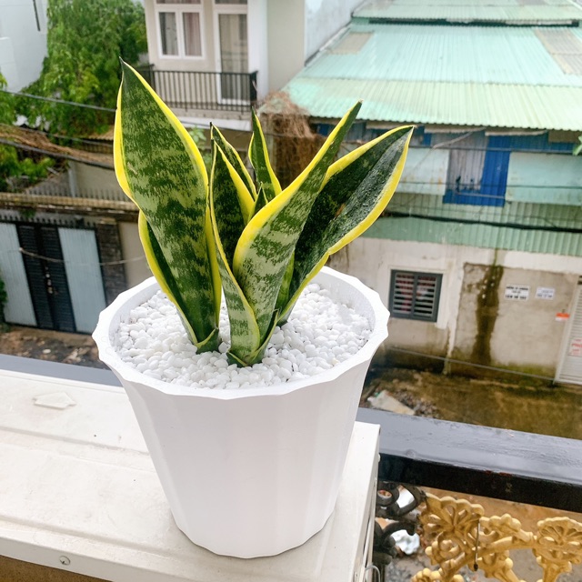 Chậu Khía Để Bàn + Tặng Luôn Đĩa Lót