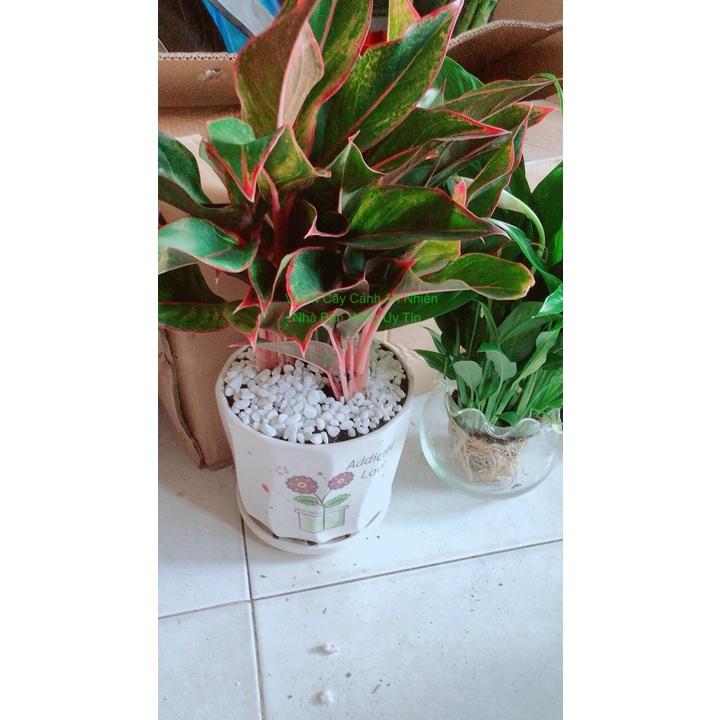 Chậu Cây Phú Quý