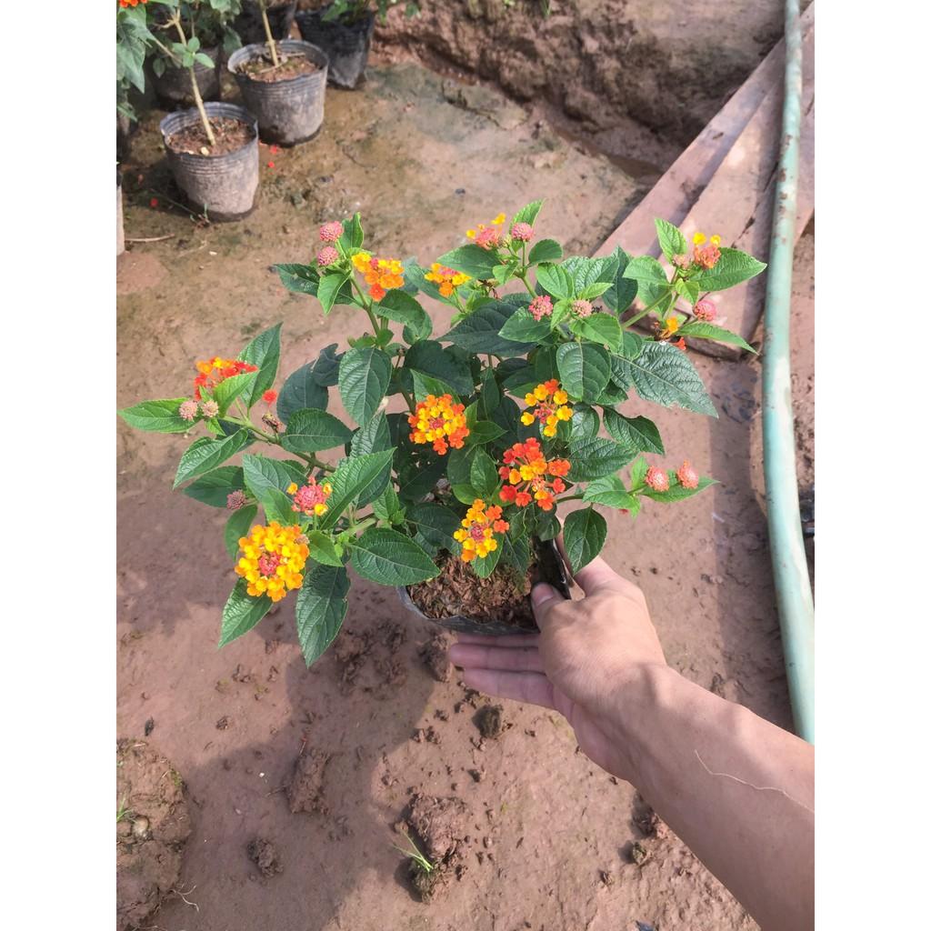 Cây hoa ngũ sắc đỏ cam đứng, chiều cao 20cm tán lá sum suê hoa nở bắt mắt thích hợp trang trí sân vườn