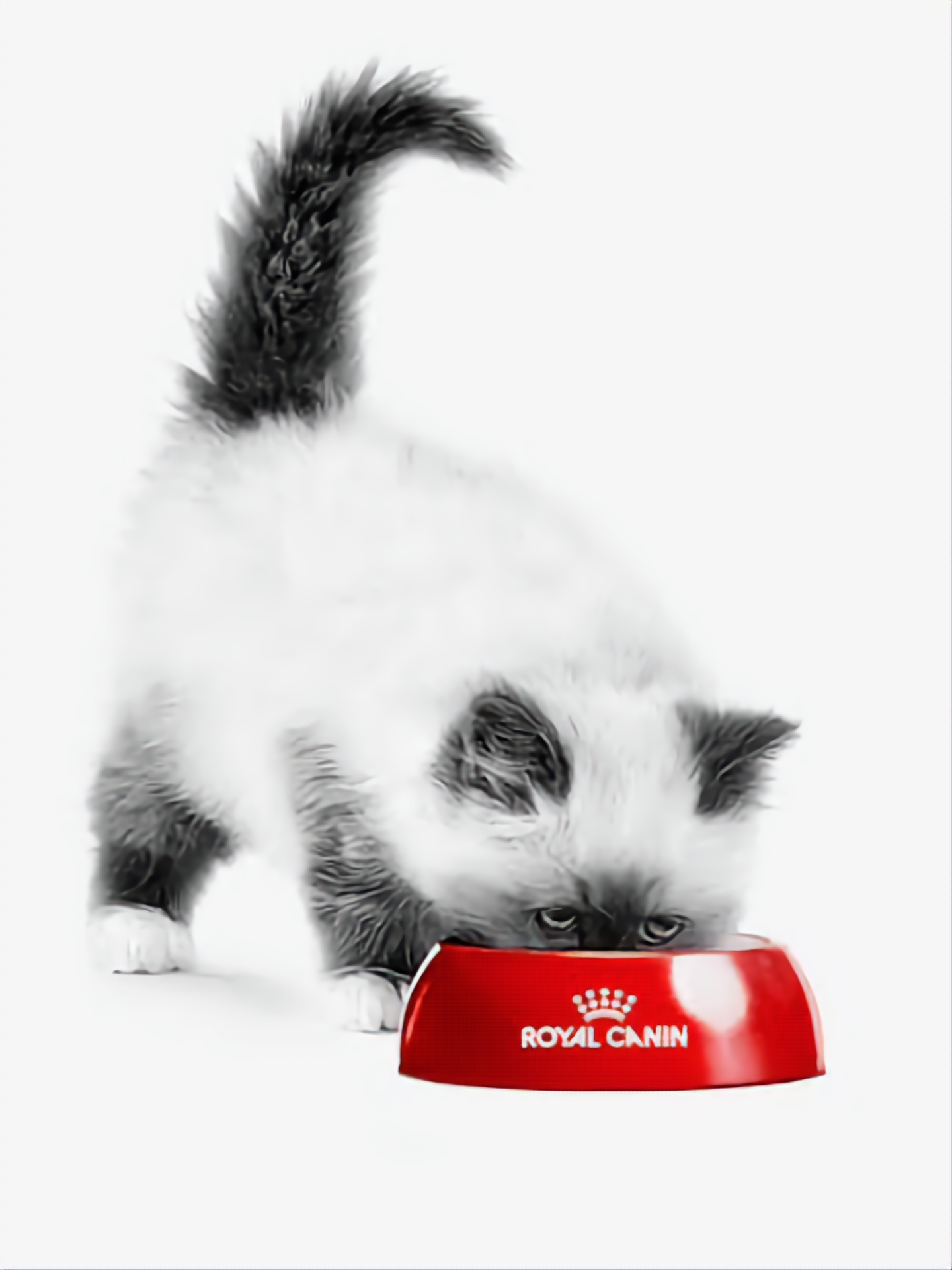 ROYAL CANIN CHĂM SÓC DA VÀ LÔNG-HAIR & SKIN DRY CAT FOOD