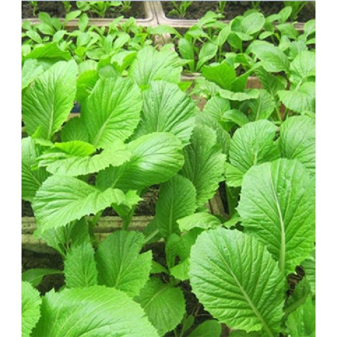 Hạt Giống Rau Cải Bẹ Xanh Mỡ -Gói 1KG