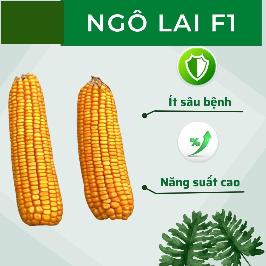 HẠT GIỐNG NGÔ LAI ĐƠN NK4300 Bt/GT GÓI 1KG SINH TRƯỞNG MẠNH