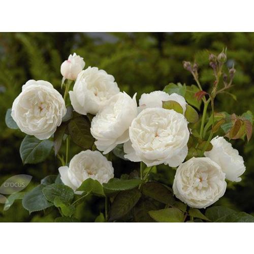 Hoa hồng ngoại William- bầu to cây lớn trưởng thành