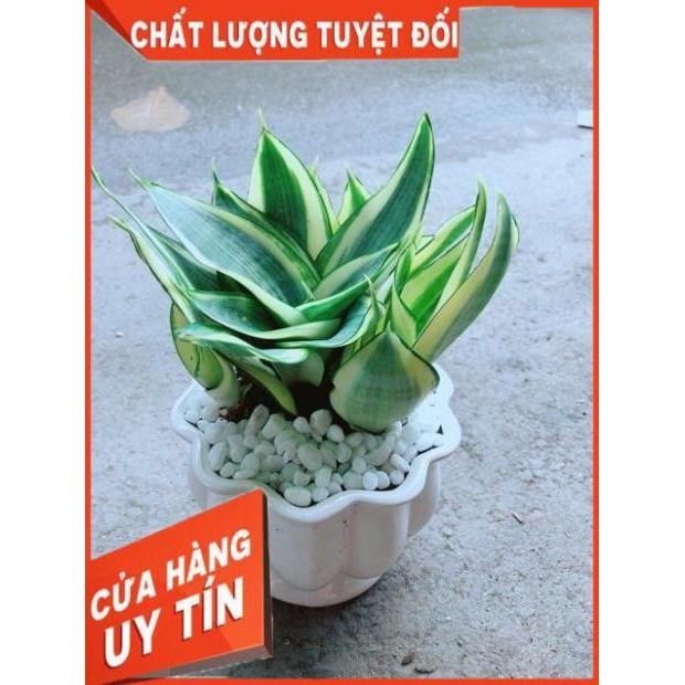 Chậu Lưỡi Hồ Thái Vàng