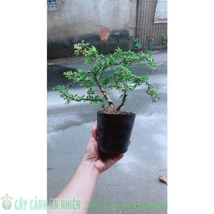 Linh Sam Bonsai