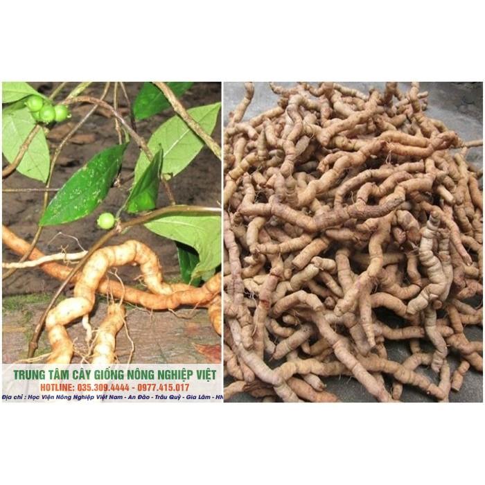 Cây Giống Ba Kích Ngâm Rượu Bao Phê
