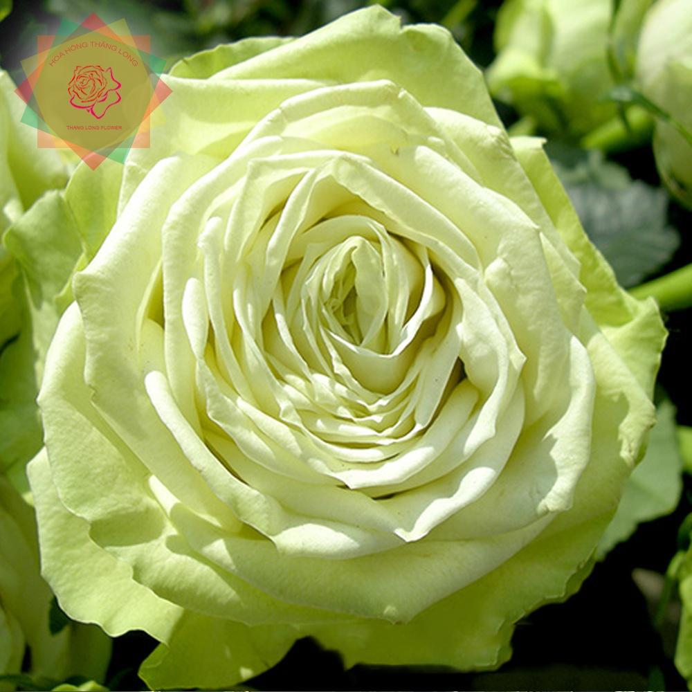 Cây hoa hồng ngoại Green Romantica (bụi bông to xanh bơ cực đẹp - Hoa hồng Thăng Long Flower