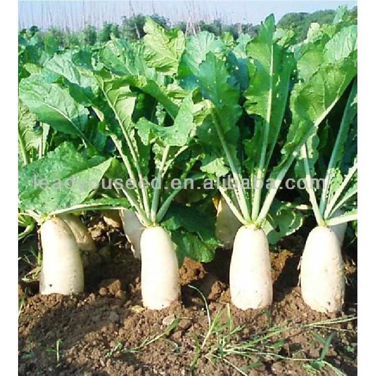 COMBO 2 gói hạt giống củ cải trắng