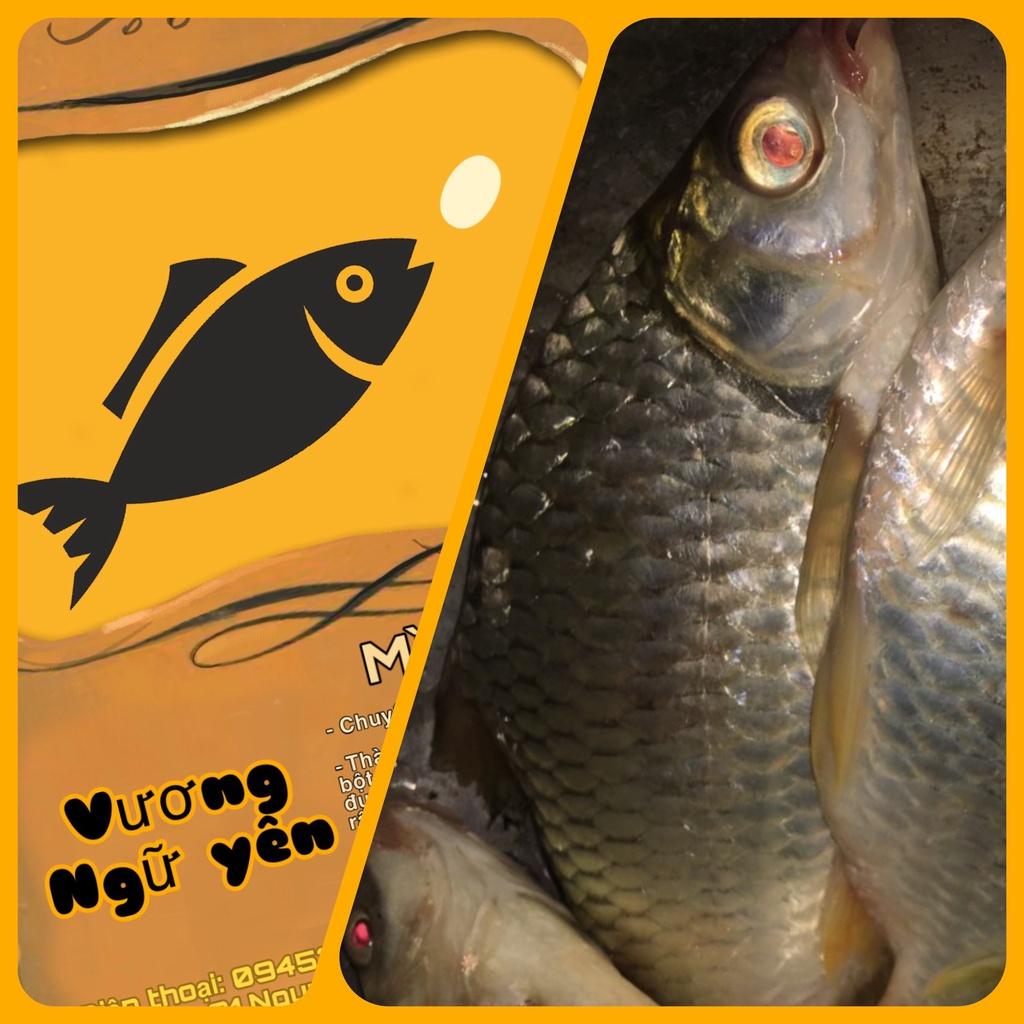 3KG bột câu cá chép diếc mè vinh VƯƠNG NGỮ YÊN sấy thơm siêu nhạy cá / cần câu / cước / thẻo / trục / phao / chì
