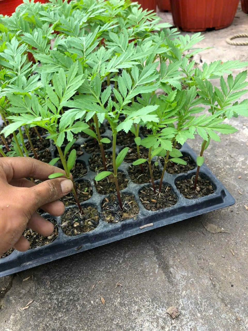 Khay Ươm Hạt Giống Ropot 50 lỗ - Combo 10 cái