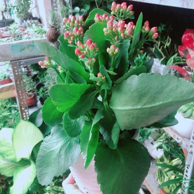 Chậu Cây Sống Đời