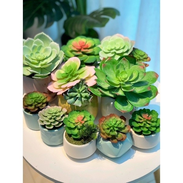 Chậu sen đá trang trí - Cây giả, hoa lụa Decor trang trí nhà cửa