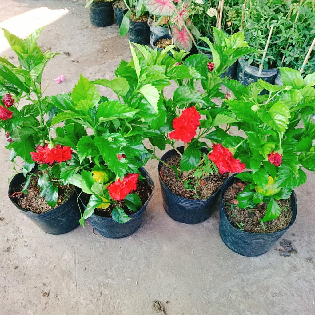 Cây Hoa Dâm Bụt cánh kép  - cây cảnh trong nhà + tặng phân bón cho cây mau lớn