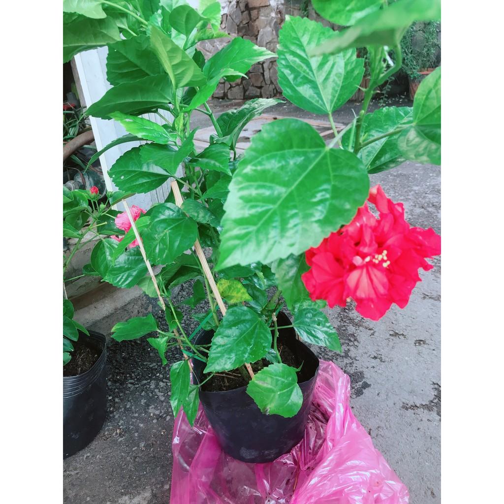 Hoa Dâm Bụt Đỏ